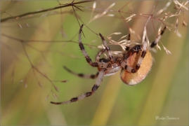 <p>KŘIŽÁK ČTYŘSKVRNNÝ (Araneus quadratus) ---- /Four-spot orb-weaver - Vierfleckkreuzspinne/</p>